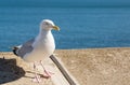 Seagull perched on a seafront wall