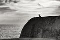 Seagull perched on stone wall on the seashore