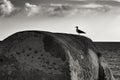 Seagull perched on stone wall on the seashore