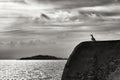 Seagull perched on stone wall on the seashore