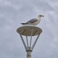 Seagull perched on a street light Royalty Free Stock Photo