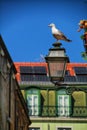 Seagull perched on a streetlight in Lisbon Royalty Free Stock Photo