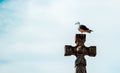 Seagull perched on a cross