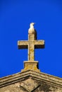 Seagull perched on top of a stone cross Royalty Free Stock Photo