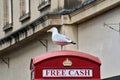 Seagull perched on top of a typical English telephone box, where we can see the words free cash and the emblem of the English crow