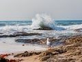 Seagull on Rocks Watching Heavy Ocean waves, Sydney, Australia Royalty Free Stock Photo