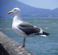 Seagull perched on pier railing Royalty Free Stock Photo