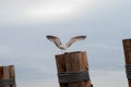 Seagull perched on a wooden pole Royalty Free Stock Photo