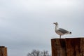 Seagull perched on a wooden pole Royalty Free Stock Photo