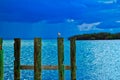 Seagull perched on wooden post of pier jutting out in ocean on Sombrero Beach Royalty Free Stock Photo