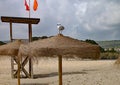 Seagull perches on top of a straw sun umbrella on a sandy beach Royalty Free Stock Photo