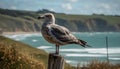 Seagull perching on cliff, feathers ruffled by coastal breeze