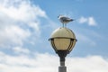 Seagull perching on dirty lamp post