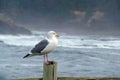 Seagull perching on a fence post Royalty Free Stock Photo