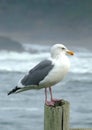 Seagull perching on a fence post Royalty Free Stock Photo