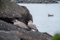Seagull perching on a rock near water Royalty Free Stock Photo