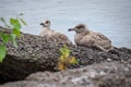 Seagull perching on a rock near water Royalty Free Stock Photo