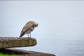 Seagull perching on a rock near water Royalty Free Stock Photo