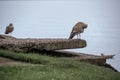 Seagull perching on a rock near water Royalty Free Stock Photo