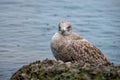 Seagull perching on a rock near water Royalty Free Stock Photo