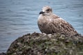 Seagull perching on a rock near water Royalty Free Stock Photo