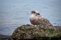 Seagull perching on a rock near water Royalty Free Stock Photo