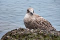 Seagull perching on a rock near water Royalty Free Stock Photo