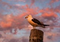 seagull sitting on a wooden post against the sunset Royalty Free Stock Photo