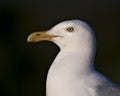 Seagull photo stock. Image. Portrait. Picture. Seagull head close-up. Black contrast background. Looking to the left side.