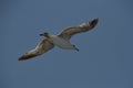 Seagull in flight Royalty Free Stock Photo