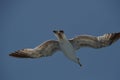 Seagull in flight Royalty Free Stock Photo