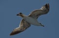 Seagull in flight Royalty Free Stock Photo