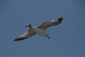 Seagull in flight Royalty Free Stock Photo