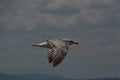 Seagull in flight Royalty Free Stock Photo