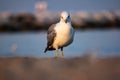 Seagull photographed in front of the center of the image with the background of the beach and the sea blurred by the diaphragm of