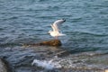 Seagull lands on a rock