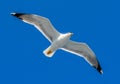 Seagull photographed from a ship in the Aegean Sea