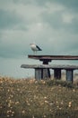 Seagull on a pic nic table Royalty Free Stock Photo