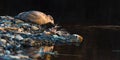 Seagull picking through the bones of a chum salmon on the river bank at first light