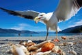 a seagull picking at discarded food on a beach