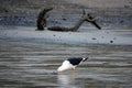 Seagull picking a Mussel at Kaiteriteri on South Island of New Zealand