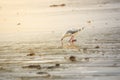 seagull picking something at the sandy beach in Western Australia