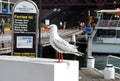 Seagull pictured near Captain Cook Cruises dock at Darling Harbour, with the ferry in the background ready for tourist entrance.