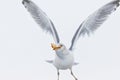 Seagull with piece of bread Royalty Free Stock Photo
