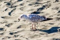 Seagull with a piece of bread Royalty Free Stock Photo