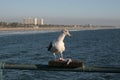 seagull with a piece of trash on a railing with the beach and the city in the background Royalty Free Stock Photo