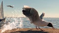 Seagull on pier at Baltic sea water splash and yachting on sea background blue sky   summer Royalty Free Stock Photo