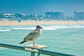 Seagull Pier California Huntington Beach Royalty Free Stock Photo