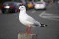 Seagull at the pier with creative shallow depth of field during the winter Royalty Free Stock Photo