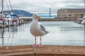 Seagull at Pier 39 Royalty Free Stock Photo